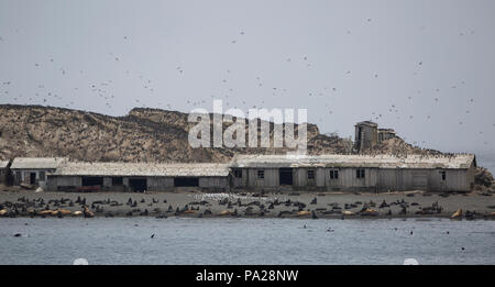 Abandoned buildings overrun with birds and seals on Tyuleny Island (Sea of Okhotsk) Stock Photo