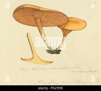 338 Coloured Figures of English Fungi or Mushrooms - t. 413 Stock Photo