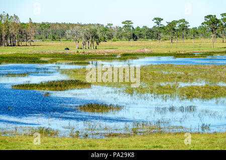 Florida,Kenansville,scenery,grassland,water,pond,FL171029146 Stock Photo