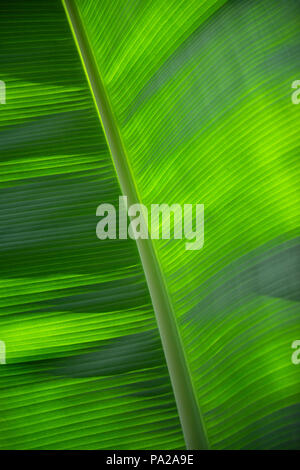 Closeup view of a banana leaf showing beautiful light contrasts and line symmetry. Appropriate as a background of green hues in light and dark shades. Stock Photo