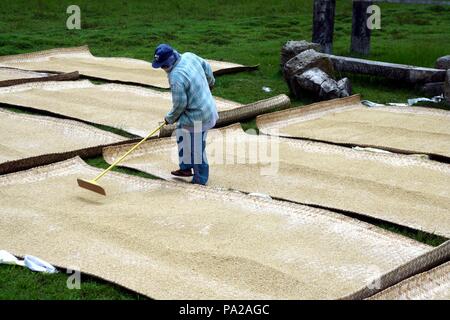 CAINTA, RIZAL, PHILIPPINES - SEPTEMBER 23, 2015: Rice farmer lays out harvested rice on the ground for it to sun dry. Stock Photo