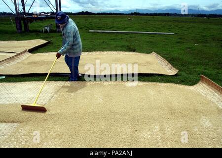 CAINTA, RIZAL, PHILIPPINES - SEPTEMBER 23, 2015: Rice farmer lays out harvested rice on the ground for it to sun dry. Stock Photo