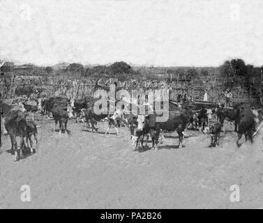 Cattle At Empire Ranch Arizona Circa 1900 Stock Photo - Alamy