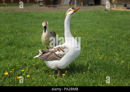 Gander and goose walking on a meadow with dandelions in farm. Stock Photo
