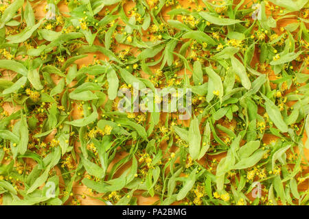 Table top view on linden (Tilia cordata) flowers and leaves being dried on wooden board, to be used as herbal tea later. Stock Photo