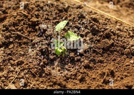 Young green seedling just planted in wet soil being watered. Stock Photo