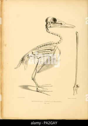 A monograph on the anatidae, or duck tribe Stock Photo