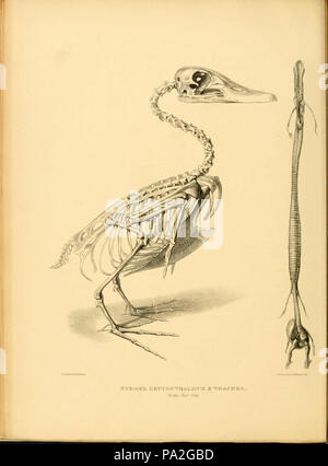 A monograph on the anatidae, or duck tribe Stock Photo