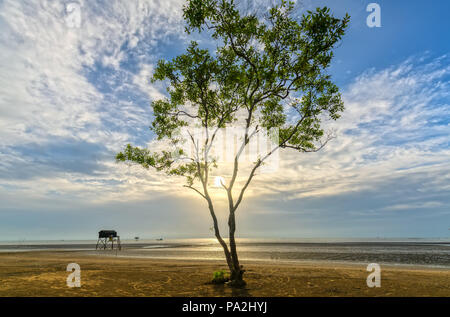 Dawn on the beach with mangrove trees growing on levees alone. These are plants against sea waves eroding the coast and also the green lungs for man Stock Photo