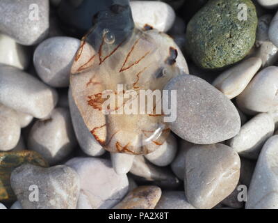 Small jellyfish on pebbles on the beach Stock Photo