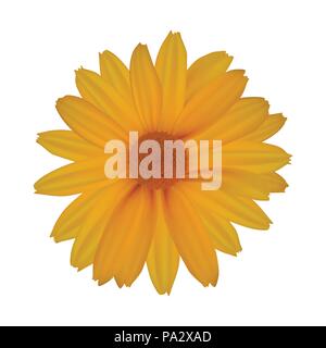 Yellow daisy isolated on white background Stock Vector