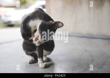 a black stray cat licking paw Stock Photo