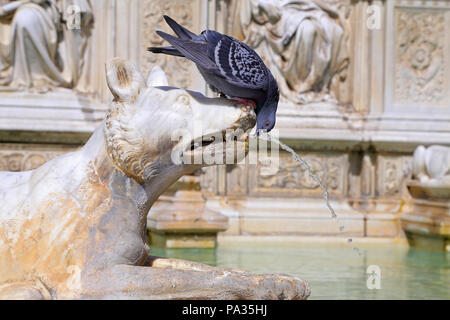 Fountain of joy - a medieval marble fountain in Siena. Panel Fonte Gaia, Piazza del Campo, Siena, Tuscany, Italy Stock Photo