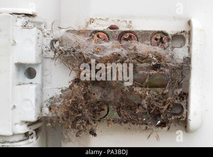 Dead insects caught in a spider's web within the hinge mechanism of a domestic door, England, UK Stock Photo