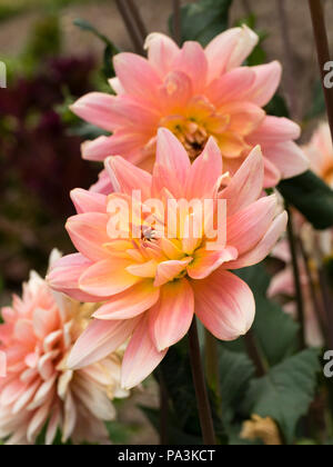 Pink, shading to yellow in the centre, flowers of the waterlily type dahlia, Dahlia 'Gerrie Hoek' Stock Photo
