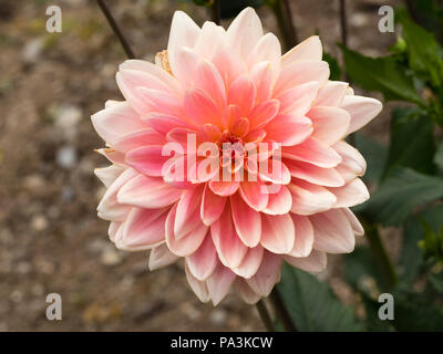 Pink, shading to yellow in the centre, flowers of the waterlily type dahlia, Dahlia 'Gerrie Hoek' Stock Photo