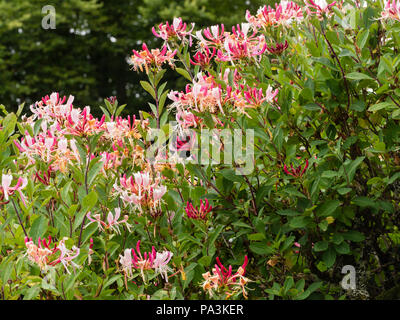 Pink and white scented flowers of the hardy deciduous late dutch honeysuckle, Lonicera periclymenum 'Serotina' Stock Photo