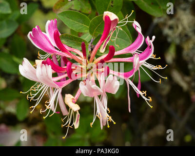 Pink and white scented flowers of the hardy deciduous late dutch honeysuckle, Lonicera periclymenum 'Serotina' Stock Photo