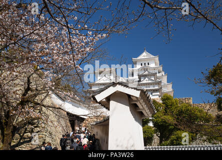 Himeji Castle, Himeji City , Kobe, Hyogo Province, Shirazaki Jo, Japan. Cherry blossom Stock Photo