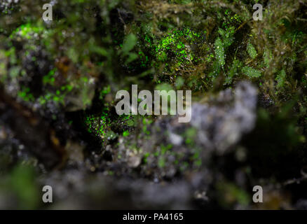 Goblin gold (luminous moss) Stock Photo