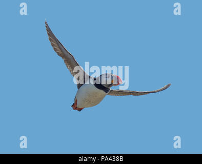 Atlantic Puffin, Fratercula arctica, in flight, Farne Islands, Northumberland, UK Stock Photo