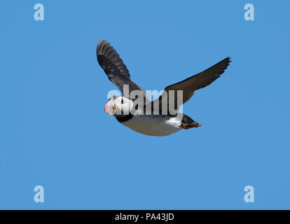 Atlantic Puffin, Fratercula arctica, in flight, Farne Islands, Northumberland, UK Stock Photo