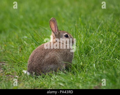 European Common Rabbit, oryctolagus cunniculus, youngster, eating grass by hedgerow, Holy Island, Northumberland, UK Stock Photo