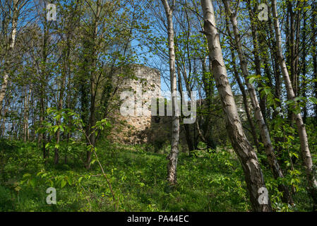 Ruins of Flint Castle seen through trees on a sunny spring day. A 13th century castle beside the river Dee. Stock Photo