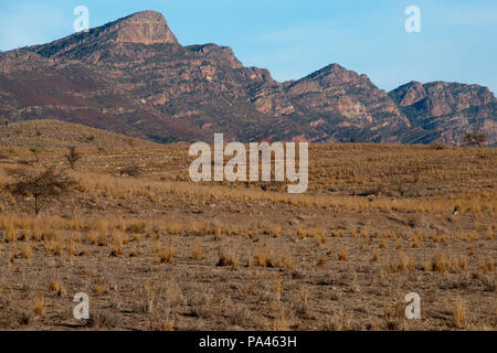 Wilpena Pound South Australia, view of grass plain in morning light with mountain range in background Stock Photo