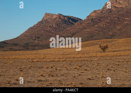 Wilpena Pound South Australia, view of grass plain in morning light Stock Photo