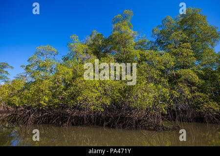 Panama landscape with mangrove forest in Golfo de Montijo, on the Pacific coast, Veraguas province, Republic of Panama. Stock Photo