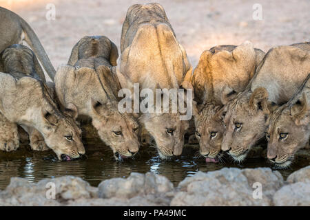 Lions (Panthera leo) drinking, Kgalagadi Transfrontier Park, South Africa Stock Photo