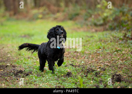 Black Springer spaniel playing in the wood Stock Photo