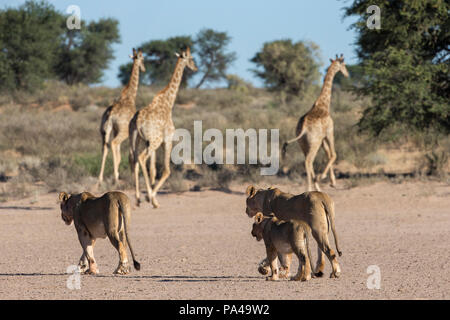 Walking lions (Panthera leo) watched by giraffe (Giraffa camelopardalis), Kgalagadi Transfrontier Park, South Africa, Stock Photo