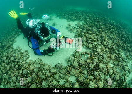 Underwater Photographer with Giant Spider Crabs