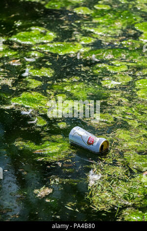 An empty can of Stella Artois thrown into a pond. Stock Photo