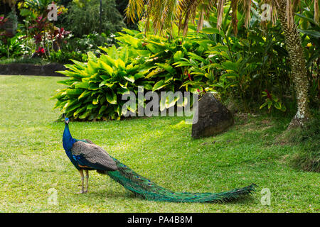 Peacock in a Tropical Garden in Oahu, Hawaii Stock Photo