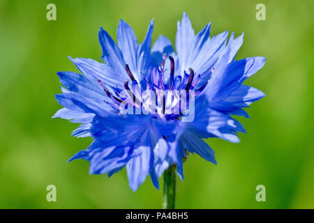 Cornflower (centaurea cyanus), close up of a solitary flower against a plain green background. Also known as Bluebottle. Stock Photo