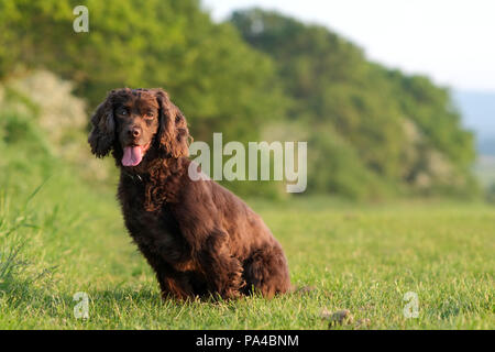 Brown working cocker spaniel in a field Stock Photo
