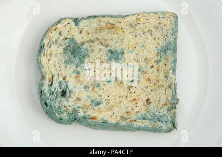 Old mouldy bread on a white plate Stock Photo