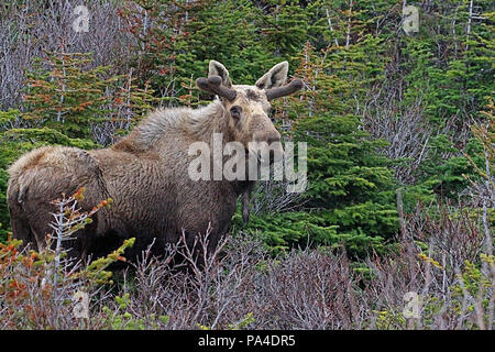 Wildlife, Moose calf. Alces alces.  Travelogue,  Travel Newfoundland, Canada,  'The Rock'.  Landscapes and scenic,  Canadian Province, Stock Photo