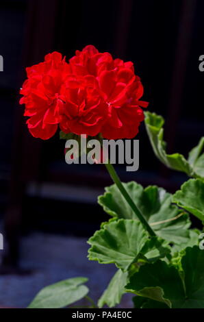 Pelargonium or Geranium flower close look at a cluster of red bloom, buds and green leaves, district Drujba, Sofia, Bulgaria Stock Photo