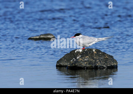 Arctic tern (Sterna paradisaea) perched on rock in loch, Scotland, UK