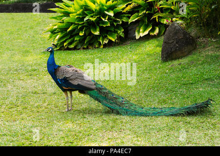 Peacock Posing in a Lush, Tropical Garden in Oahu, Hawaii Stock Photo