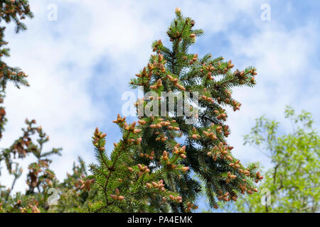 the top of a young tree spruce with new cones in the spring season, close-up against a blue sky Stock Photo