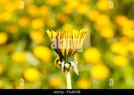 closed bud of a yellow dandelion against the background of yellow and green spots of other flowers, the background is out of focus, spring and closeup Stock Photo