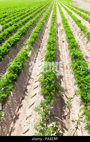 long rows of carrots growing in grooves in the agricultural field, perspective closeup of plants for food Stock Photo