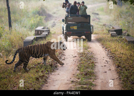 A tiger walks across the road between a convoy of tourists in Kanha National Park, India Stock Photo