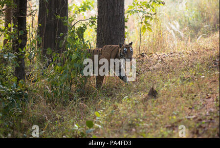 A tiger walks across the road between a convoy of tourists in Kanha National Park, India Stock Photo