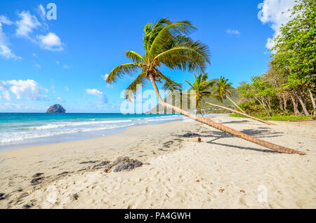 Caribbean Martinique Le Diamant beach coconut Stock Photo